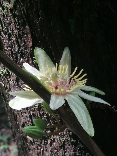 Passiflora rovirosae, photographed by Erick Vélez Sánchez
