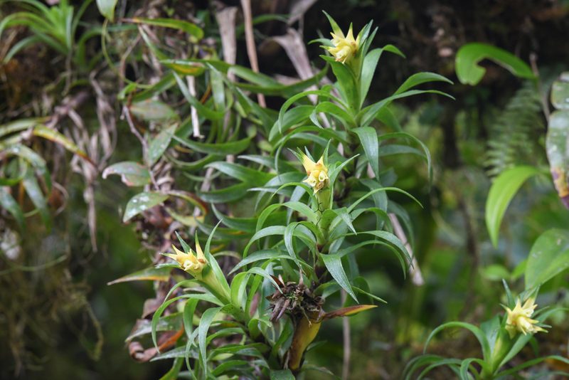 Werauhia insignis, photographed by Trevor Van Loon