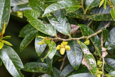 Guatteria oliviformis, photographed by Trevor Van Loon