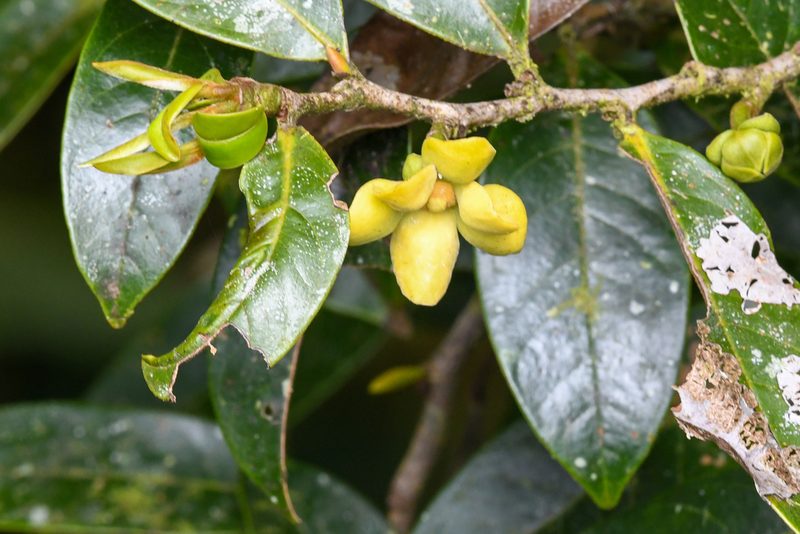 Guatteria oliviformis, photographed by Trevor Van Loon