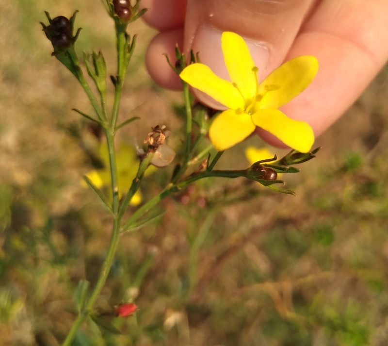 Menodora integrifolia, photographed by Adriana Machado