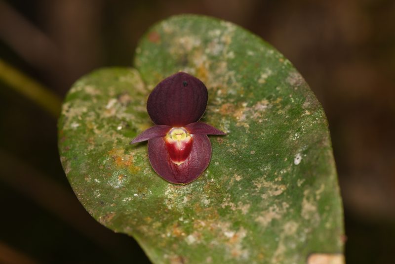 Pleurothallis gonzaleziorum, photographed by Trevor Van Loon