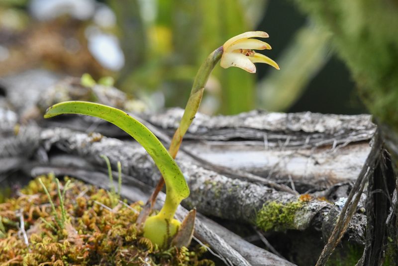 Maxillaria porrecta, photographed by Trevor Van Loon