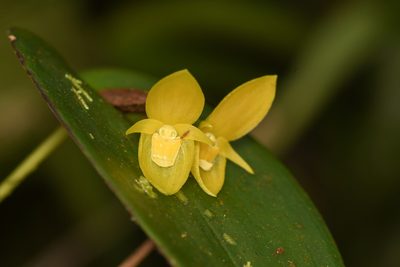 Pleurothallis cardiothallis, photographed by Trevor Van Loon