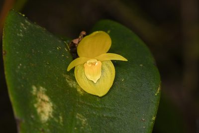 Pleurothallis cardiothallis, photographed by Trevor Van Loon