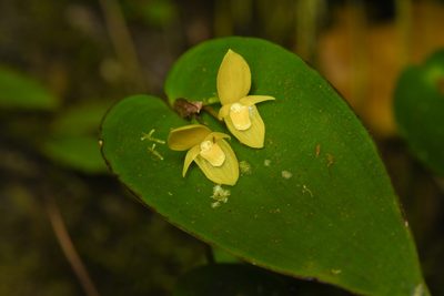 Pleurothallis cardiothallis, photographed by Trevor Van Loon