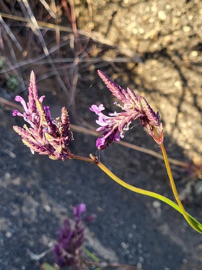 Lavandula rotundifolia, photographed by Jacek Pietruszewski