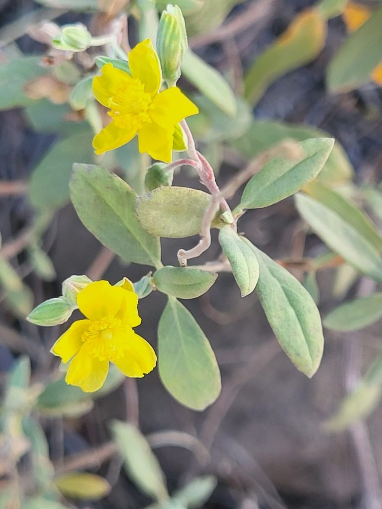 Helianthemum gorgoneum, photographed by Jacek Pietruszewski