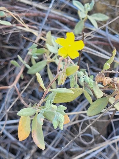 Helianthemum gorgoneum, photographed by Jacek Pietruszewski