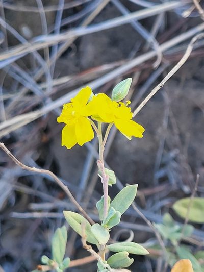 Helianthemum gorgoneum, photographed by Jacek Pietruszewski
