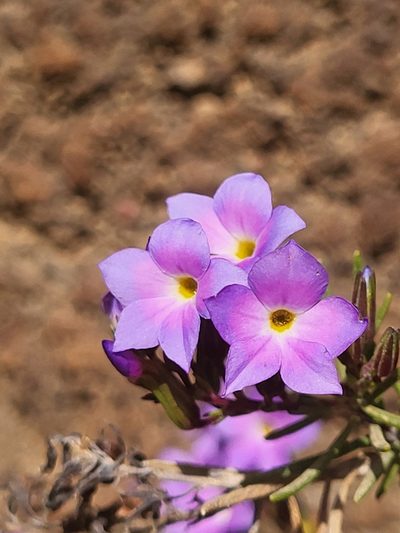 Campylanthus glaber, photographed by Jacek Pietruszewski
