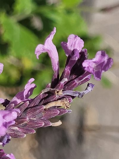 Lavandula rotundifolia, photographed by Jacek Pietruszewski