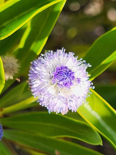 Globularia amygdalifolia, photographed by Jacek Pietruszewski