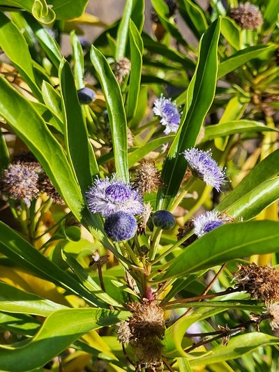 Globularia amygdalifolia, photographed by Jacek Pietruszewski