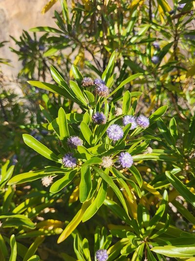 Globularia amygdalifolia, photographed by Jacek Pietruszewski