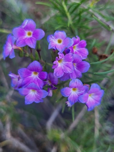 Campylanthus glaber, photographed by Jacek Pietruszewski