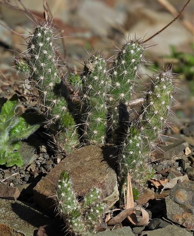 Austrocylindropuntia vestita, photographed by Hugo Hulsberg