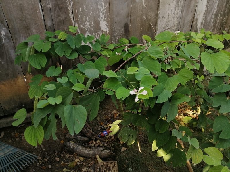 Bauhinia monandra, photographed by Erick Vélez Sánchez