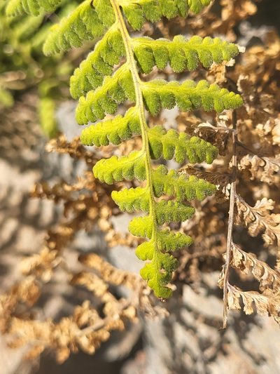 Hypodematium chrysolepis, photographed by Jacek Pietruszewski