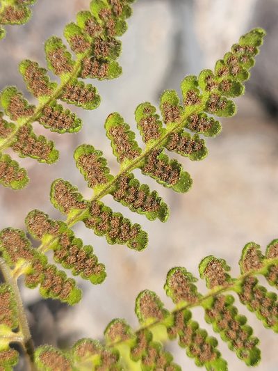 Hypodematium chrysolepis, photographed by Jacek Pietruszewski