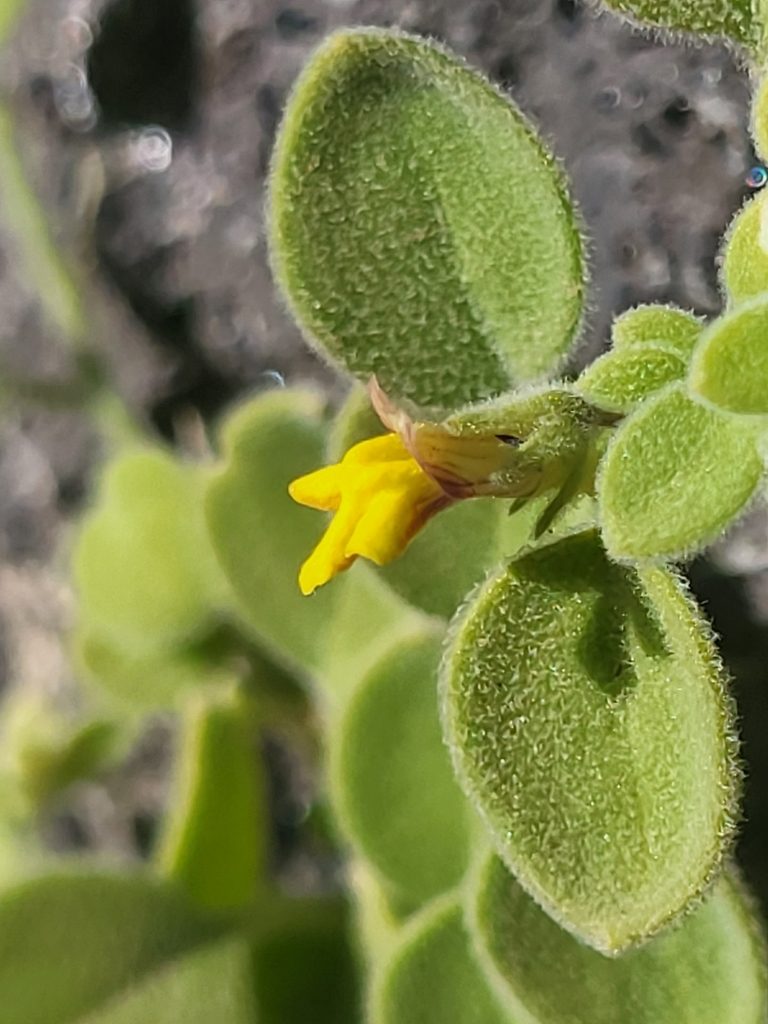 Nanorrhinum dichondrifolium, photographed by Jacek Pietruszewski
