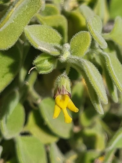 Nanorrhinum dichondrifolium, photographed by Jacek Pietruszewski