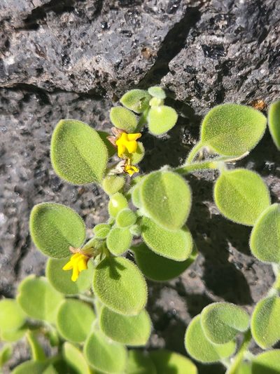 Nanorrhinum dichondrifolium, photographed by Jacek Pietruszewski