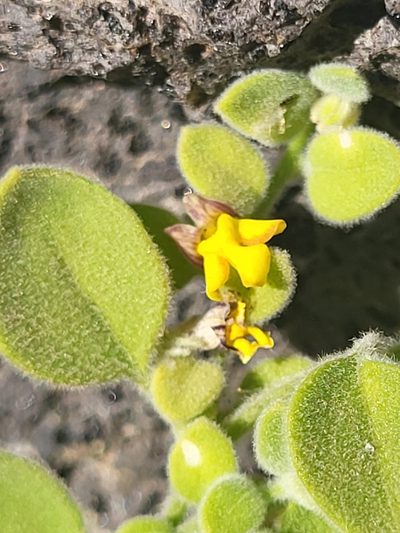 Nanorrhinum dichondrifolium, photographed by Jacek Pietruszewski