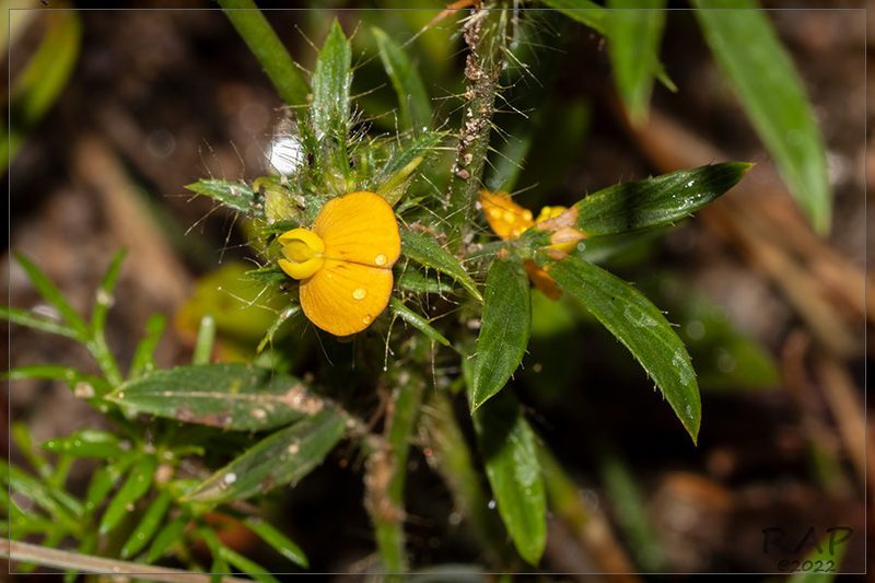 Stylosanthes hippocampoides, photographed by RAP