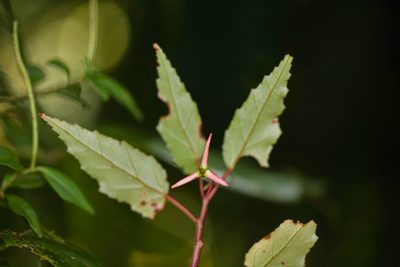 Begonia heydei, photographed by Trevor Van Loon
