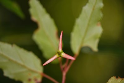 Begonia heydei, photographed by Trevor Van Loon