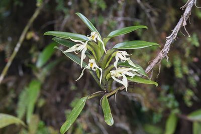 Maxillaria inaudita, photographed by Trevor Van Loon