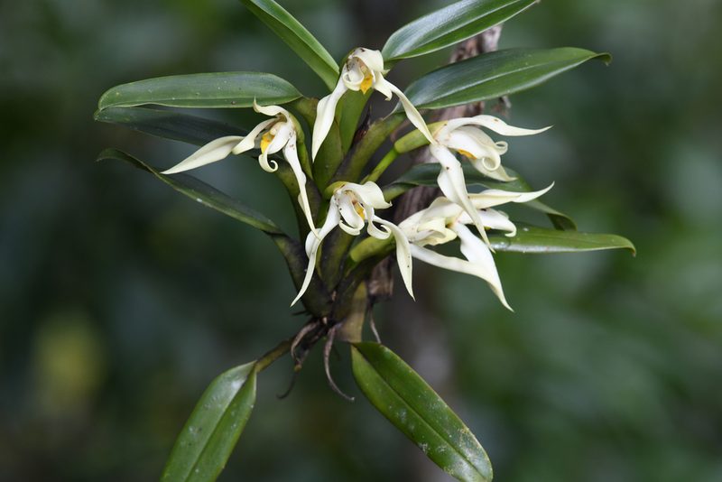 Maxillaria inaudita, photographed by Trevor Van Loon