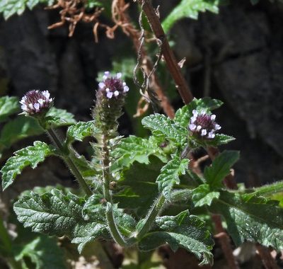 Verbena hispida, photographed by Hugo Hulsberg