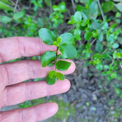 Lonicera subspicata, photographed by Dan Horowitz