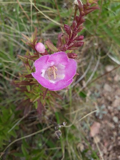 Agalinis genistifolia, photographed by Mateo Cocimano