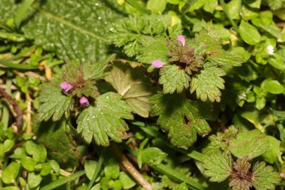 Lamium hybridum, photographed by Stephen James McWilliam