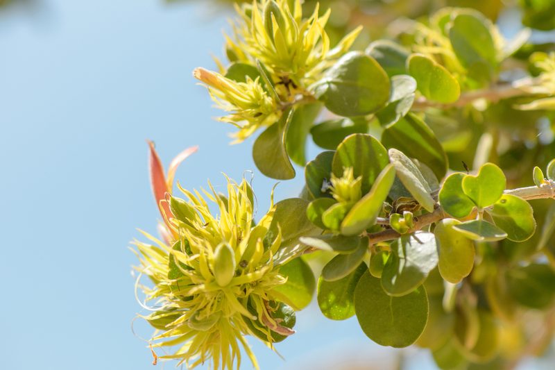 Trichocalyx orbiculatus, photographed by Morten Ross