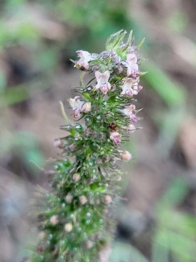 Mesosphaerum pectinatum, photographed by Jacek Pietruszewski