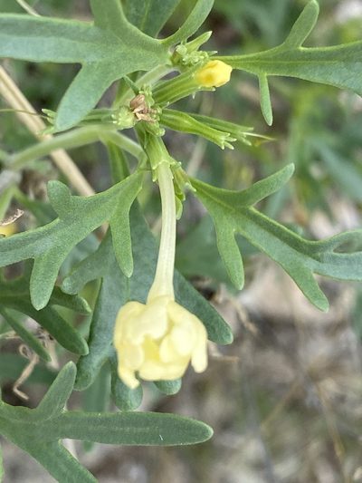 Chascanum pinnatifidum, photographed by Dave U