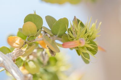 Trichocalyx orbiculatus, photographed by Morten Ross