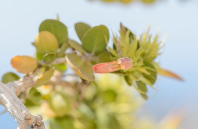 Trichocalyx orbiculatus, photographed by Morten Ross
