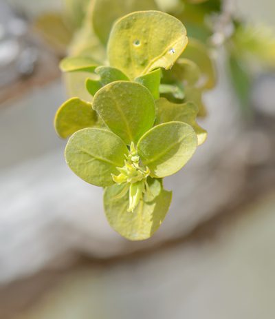 Trichocalyx orbiculatus, photographed by Morten Ross