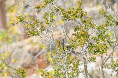 Trichocalyx orbiculatus, photographed by Morten Ross