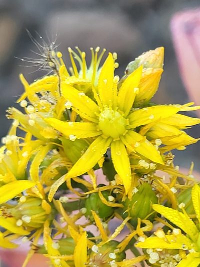 Aeonium gorgoneum, photographed by Jacek Pietruszewski