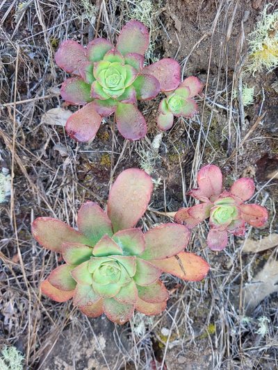 Aeonium gorgoneum, photographed by Jacek Pietruszewski