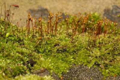 Rhynchostegium confertum, photographed by Stephen James McWilliam