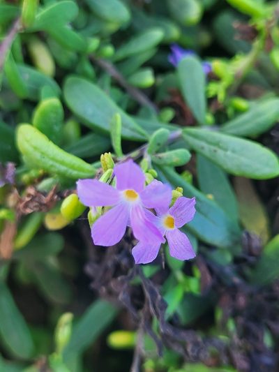 Campylanthus glaber, photographed by Jacek Pietruszewski