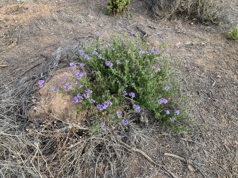 Solanum pinnatum, photographed by nitsuga74