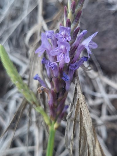 Lavandula coronopifolia, photographed by Jacek Pietruszewski